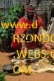 psychic, lost love spells and astrologer:www.drzondo.webs.com.